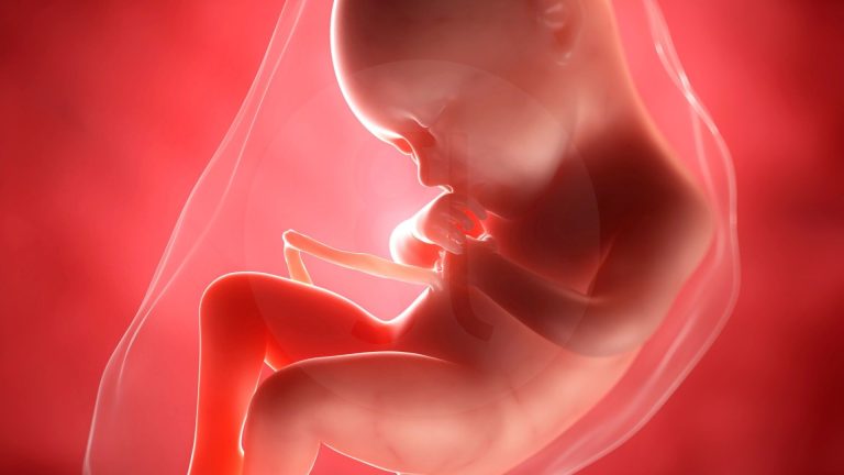 Embryospende